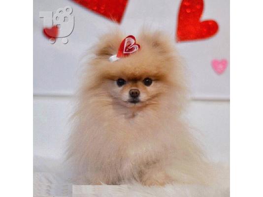 πορσελάνη γυναίκα ψάχνει για καινούριο σπίτι για πάντα...